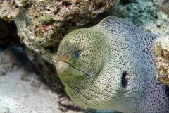 2008_Tauchsafari_Rotes_Meer