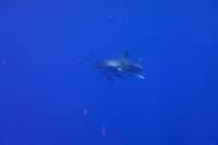 2009_Tauchsafari_Rotes_Meer