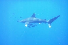 KONICA MINOLTA DIGITAL CAMERA