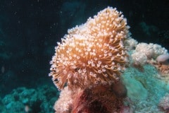 KONICA MINOLTA DIGITAL CAMERA