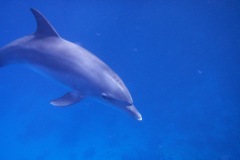 2011_Tauchsafari_Rotes_Meer