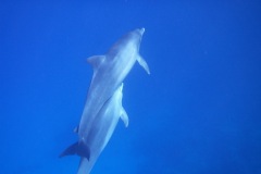 KONICA MINOLTA DIGITAL CAMERA