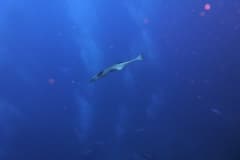 2012_Tauchsafari_Rotes_Meer