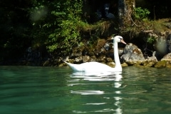 attersee-201309