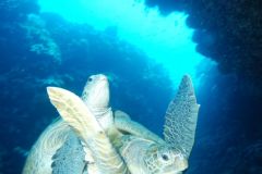 2013_Tauchsafari_Rotes_Meer