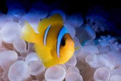 redsea-17-6