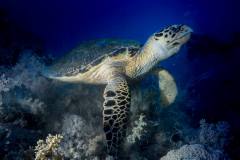 redsea-17-7